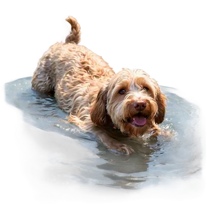 Labradoodle Swimming Adventure PNG Igx7 PNG