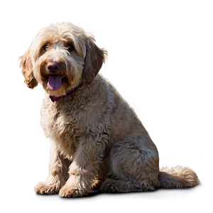 Labradoodle Waiting For Walk Png 06262024 PNG image