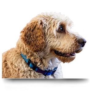 Labradoodle Waiting For Walk PNG Plm53