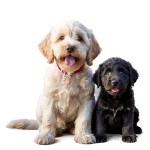 Labradoodle With Puppies PNG 06262024
