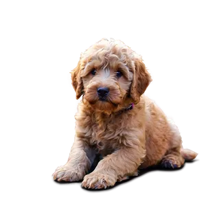 Labradoodle With Puppies PNG Bgo12