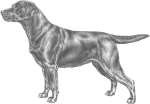 Labrador Retriever Sketch PNG image