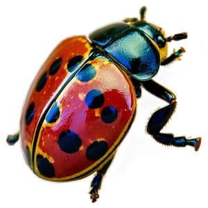 Ladybird Beetle PNG 05242024