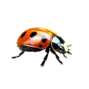 Ladybird Beetle PNG 05242024