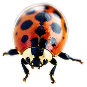 Ladybird Beetle PNG 90
