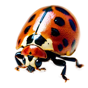 Ladybird Beetle PNG Gqb