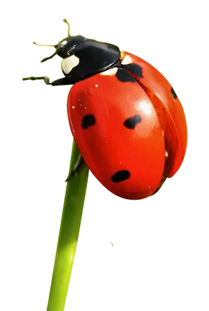 Ladybug Clingingto Green Stem PNG image
