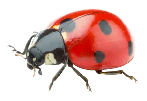Ladybug Close Up Transparent Background PNG image