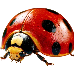 Ladybug Closeup Detail PNG Lgh86 PNG