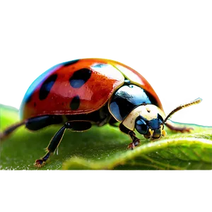 Ladybug Environmental Setting PNG Fex PNG