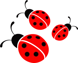 Ladybug PNG image