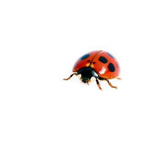 Ladybug In Motion PNG 27 PNG