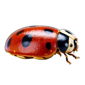 Ladybug In Motion PNG 99 PNG