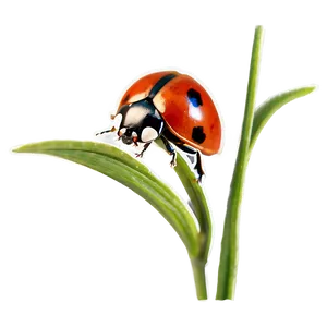 Ladybug In Natural Habitat PNG 05242024