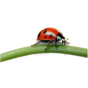 Ladybug In Natural Habitat PNG 05242024