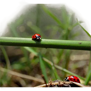 Ladybug In Natural Habitat PNG 8