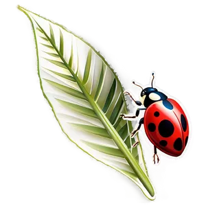 Ladybug In Natural Habitat PNG Dhd15