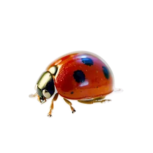 Ladybug Macro Photography PNG 9