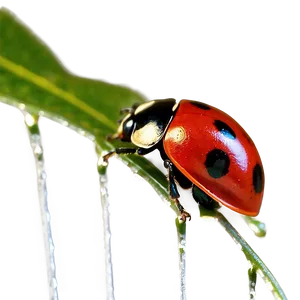 Ladybug Macro Photography PNG Spv80