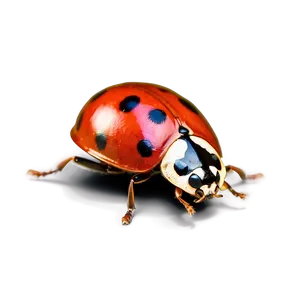 Ladybug Macro Photography PNG Xaw92