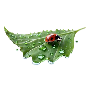 Ladybug On Dewy Leaf PNG Kbq1