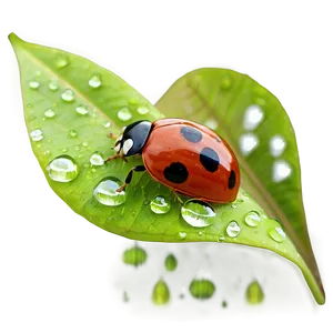 Ladybug On Dewy Leaf PNG Sdv28