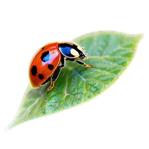 Ladybug On Leaf Png 29 PNG image