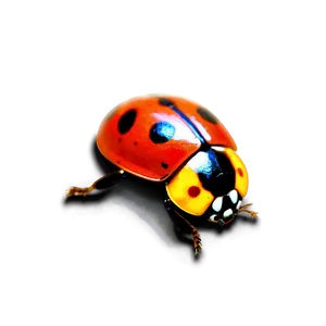 Ladybug Outline PNG 05242024