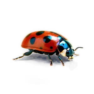 Ladybug Outline PNG Atu