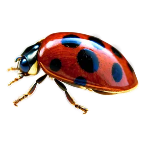 Ladybug Outline PNG Uvh