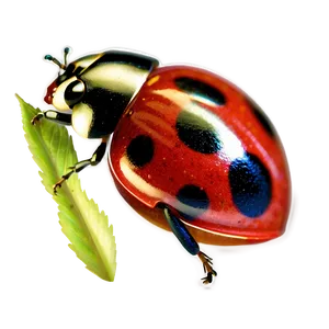 Ladybug PNG Ute19