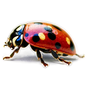 Ladybug Side View PNG 84