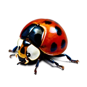 Ladybug Side View Png 98 PNG image
