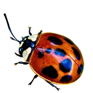 Ladybug Top View PNG 05242024