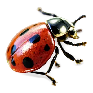 Ladybug Top View PNG 05242024