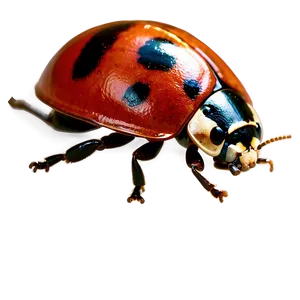 Ladybug Top View PNG Chv28