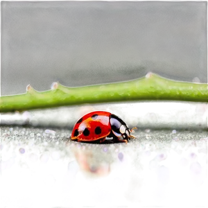 Ladybug Under Microscope PNG Jst3