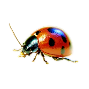 Ladybug Under Microscope PNG Qyt37