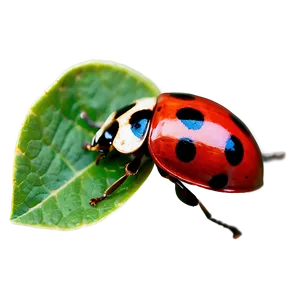 Ladybug Wildlife Photo PNG Dlt PNG