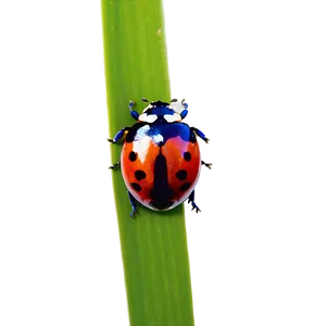 Ladybug Wildlife Photo PNG Dvb PNG