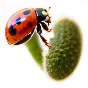 Ladybug Wildlife Photo PNG Rmv58 PNG