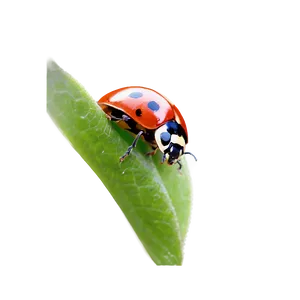 Ladybug Wildlife Photo PNG Umk PNG