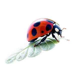 Ladybug Wings Open PNG 05242024