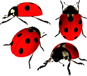 Ladybugsin Darkness PNG image