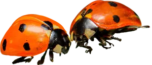Ladybugson Black Background PNG image