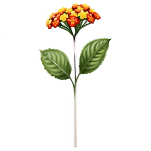Lantana Flower Illustration PNG 05252024 PNG