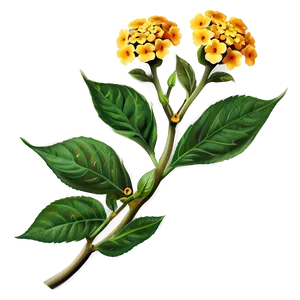 Lantana Flower Illustration PNG 05252024 PNG