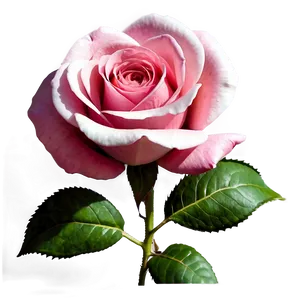 Large Blooming Rose Png 11 PNG image