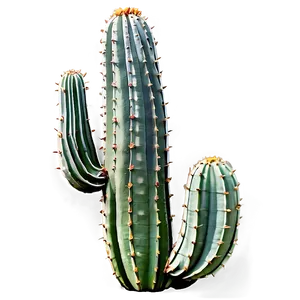 Large Cactus Png Xma PNG image