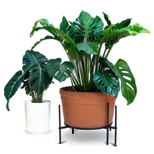 Large Indoor Plants PNG Eyi